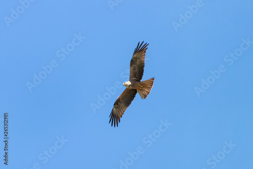 Red kite  Milvus milvus  in Donana National Park  Andalusia  Spain