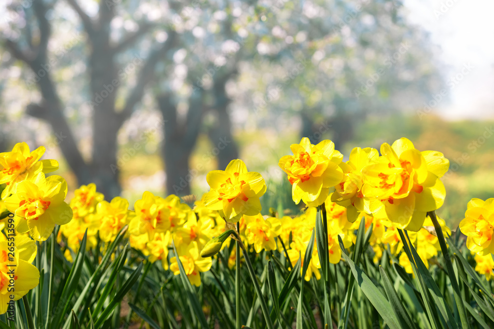 Fototapeta premium Daffodils in spring in the garden