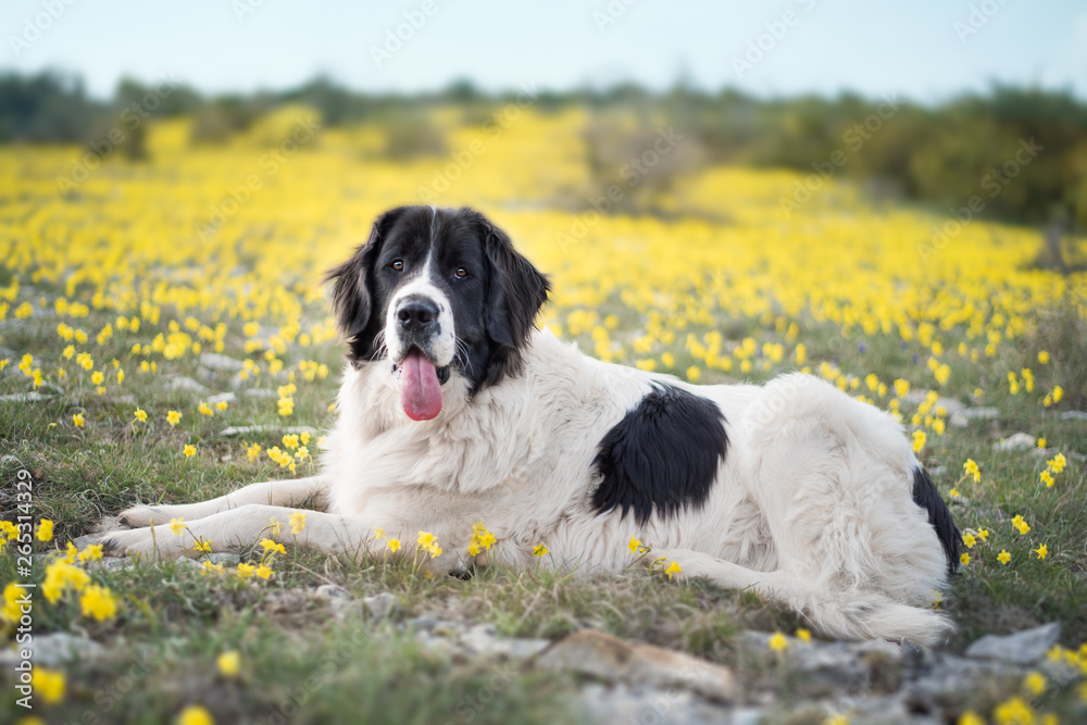 landseer dog pure breed playing fun lovely puppy landseer dog pure breed playing fun lovely puppy