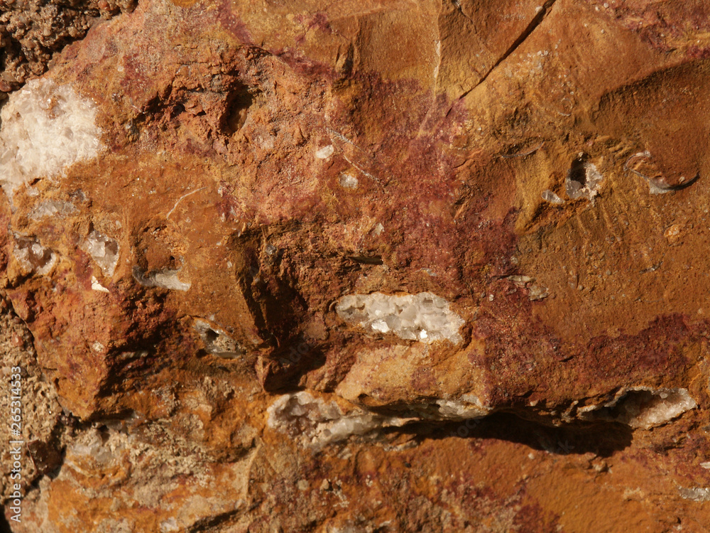 Obraz premium Pierres fossiles 