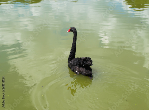 Fototapeta Naklejka Na Ścianę i Meble -  swan on lake