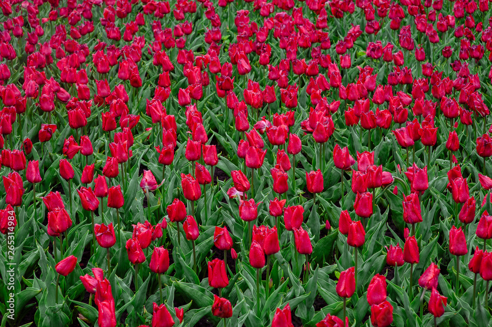 Tulips in the flower garden.