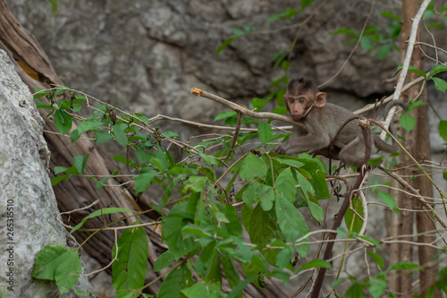 Baby monkeys on branches in the natural forest © Nui