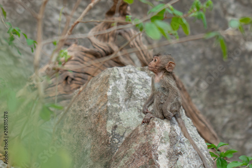 Baby monkey sitting on a rock in a natural forest