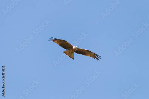 Red kite (Milvus milvus) in Donana National Park, Andalusia, Spain