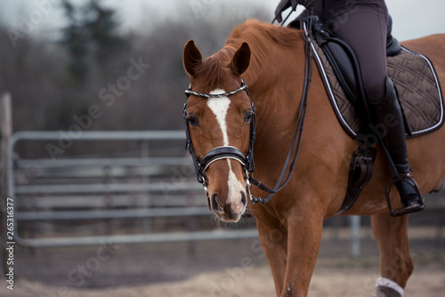 Portrait eines zufriedenen Dressurpferdes nach dem Training