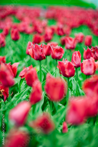 Tulips in the flower garden. © vitleo