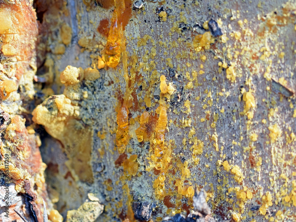 Resin on a pine trunk