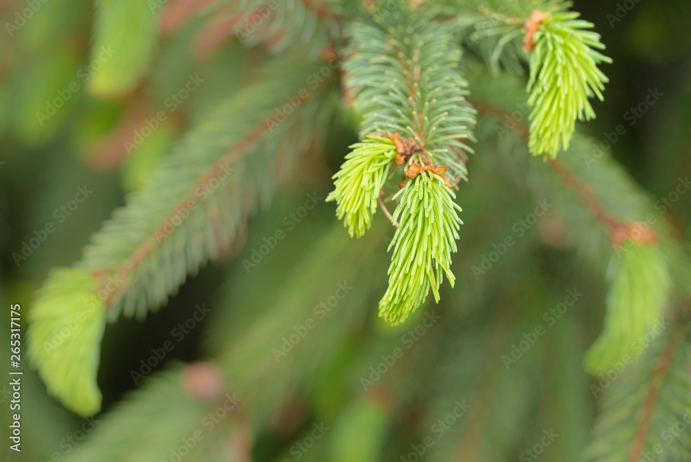 coniferous with light green branches 