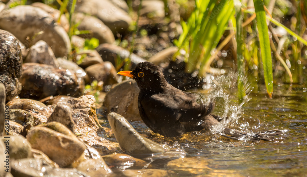 Amsel putzt sich am Wasser