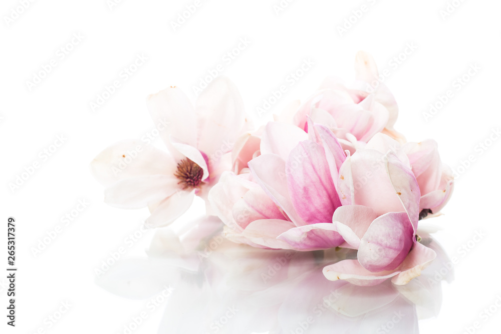spring beautiful blooming magnolia on a white spring beautiful blooming magnolia on a white