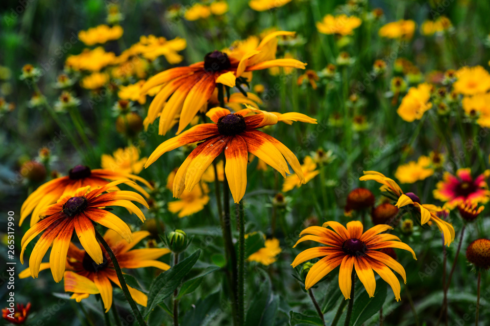 Wild flowers blossom in the park in summer Wild flowers blossom in the park in summer