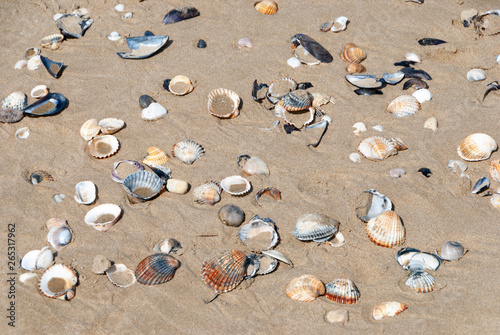 Conchiglie sulla spiaggia photo