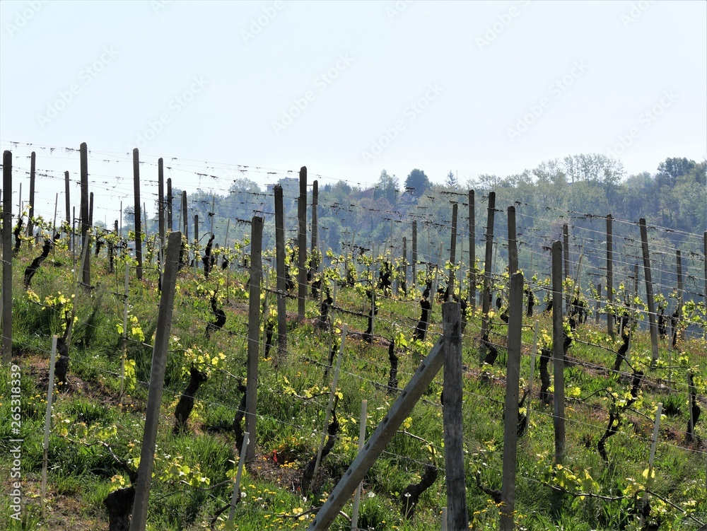 Weinanbau im Piemont