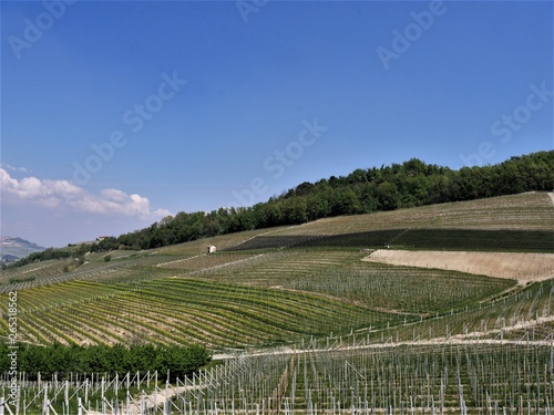 Wallpaper Mural Weinanbau im Piemont Torontodigital.ca