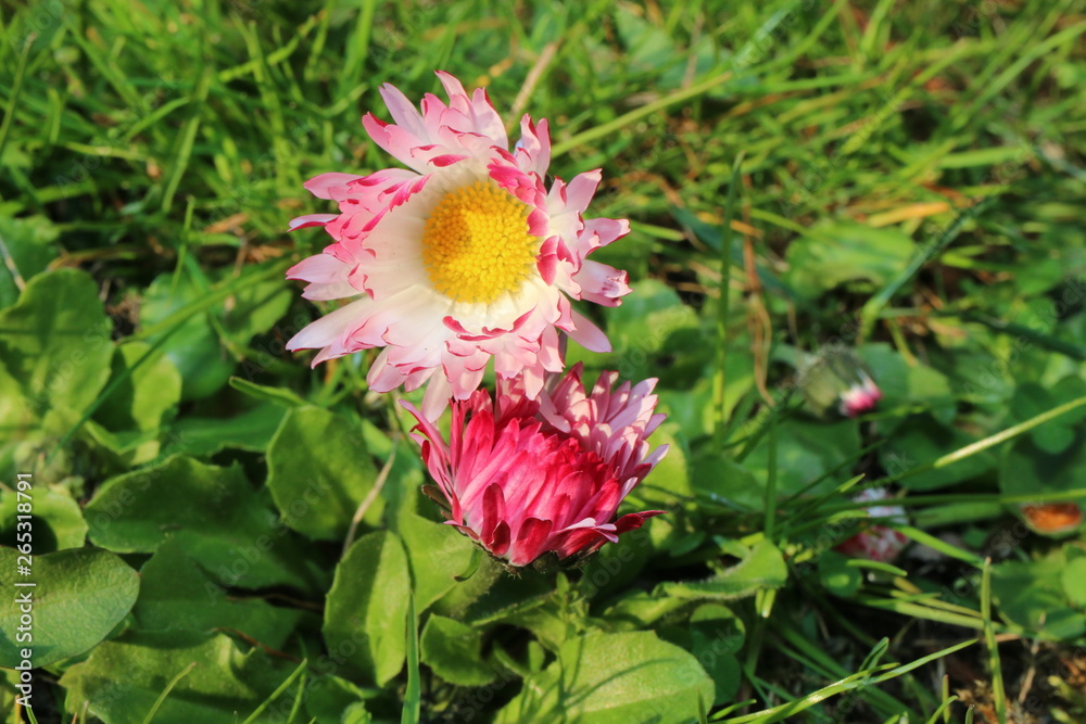 Stokrotka Bellis