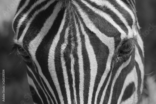 Fototapeta Naklejka Na Ścianę i Meble -  Zebra - Iconic Stripes from Africa - Wildlife Wonders