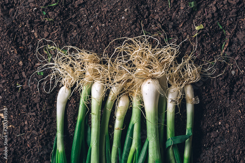 Photography Spring onion or scallion on garden ground, top view