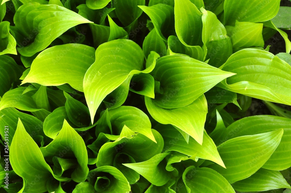 Fototapeta premium green leaves background