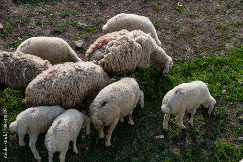 sheep  lambs and goats grazing in pasture in spring