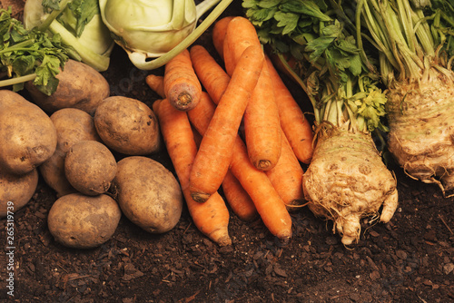 Organic homegrown produce pile photo