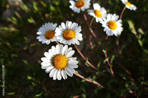 daisy flowers growing in nature  daisy flowers in medicine 