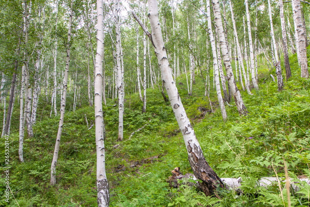 Obraz premium Beautiful birches with white birch bark in a birch grove with green birch leaves on the slope