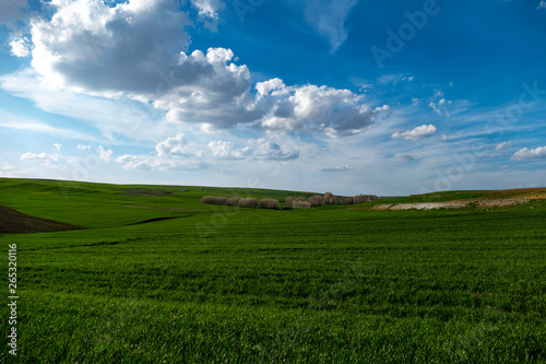 green crop in a wheat field  a field of raw unripe wheat plants  wheat fields  cloud and sun landscape 