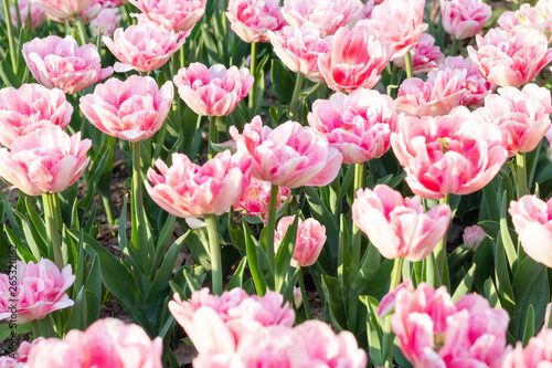 Picturesque pink coral tulips fresh flowers at a blurry soft focus background close up bokeh © vitalis83