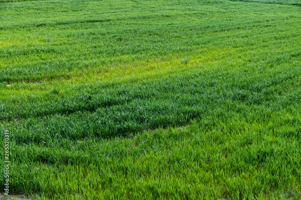 green crop in a wheat field, a field of raw unripe wheat plants, wheat fields, cloud and sun landscape,