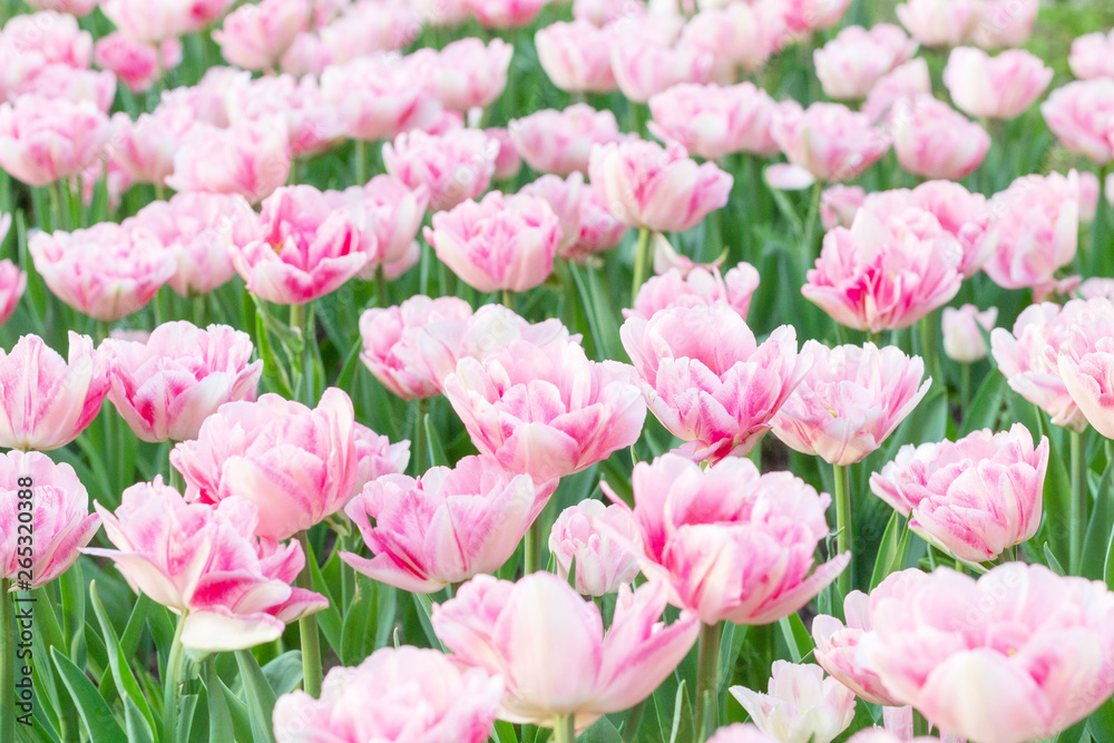 Picturesque pink coral tulips fresh flowers at a blurry soft focus background close up bokeh Picturesque pink coral tulips fresh flowers at a blurry soft focus background close up bokeh