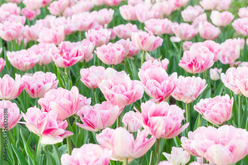 Picturesque pink coral tulips fresh flowers at a blurry soft focus background close up bokeh