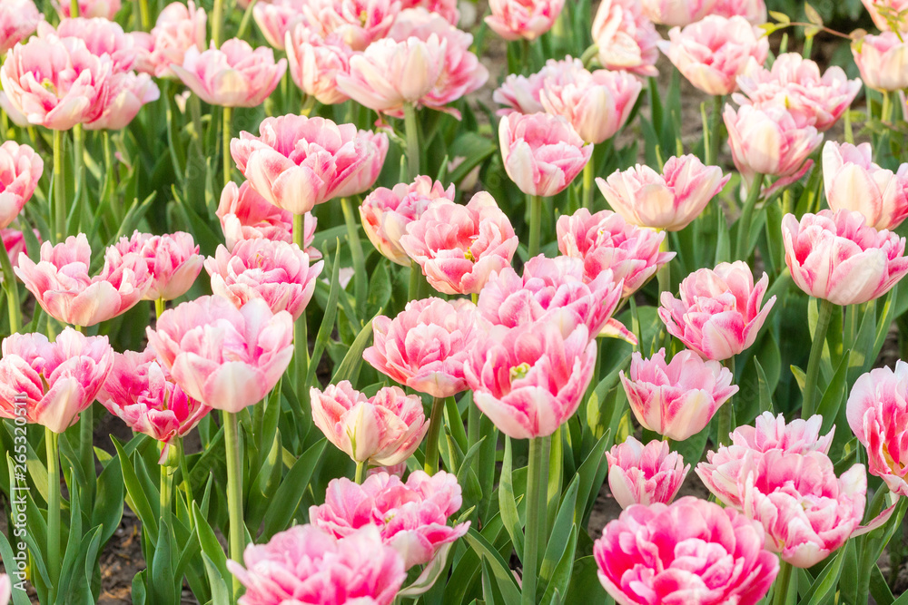 Picturesque pink coral tulips fresh flowers at a blurry soft focus background close up bokeh Picturesque pink coral tulips fresh flowers at a blurry soft focus background close up bokeh