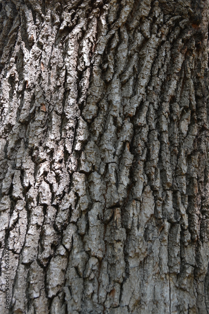 background tree spring bark oak background tree spring bark oak