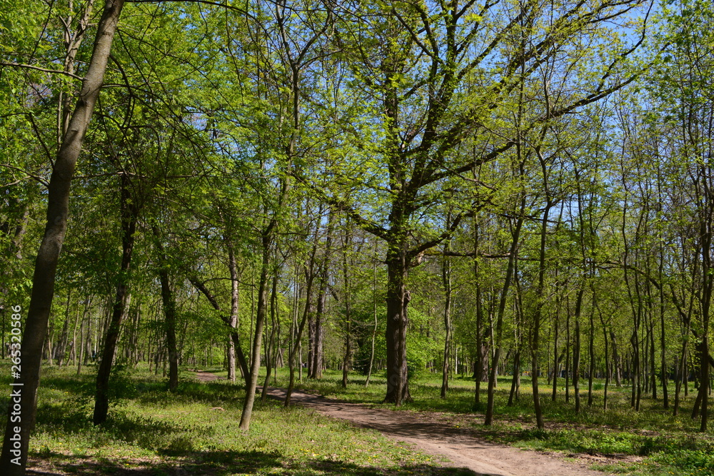  trees spring flowering branches sunny day