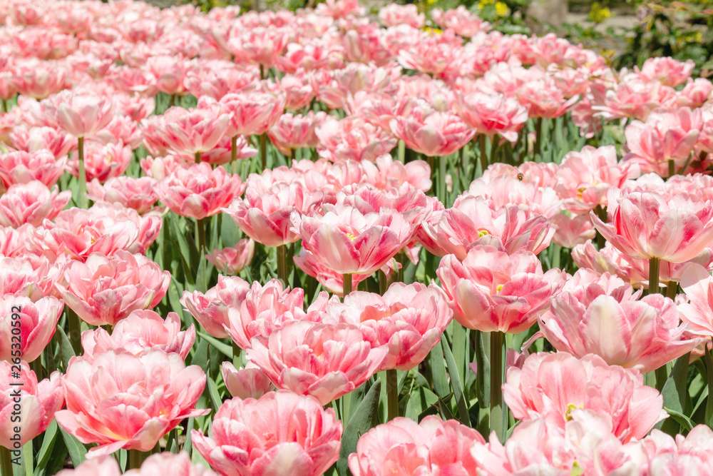 Picturesque pink coral tulips fresh flowers at a blurry soft focus background close up bokeh Picturesque pink coral tulips fresh flowers at a blurry soft focus background close up bokeh