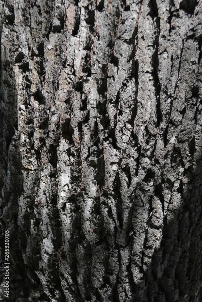 Obraz premium background tree spring bark oak