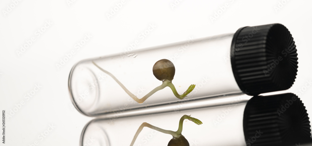 Microgreen sprouts quality control in Sanitary and epidemiological control laboratory Microgreen sprouts quality control in Sanitary and epidemiological control laboratory