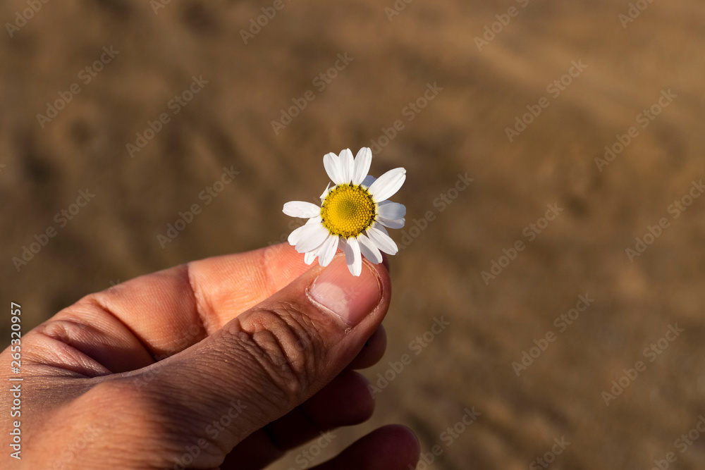 she loves me  she loves me not