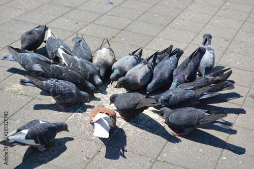 Slika na platnu pero pigeons eating birds park feather