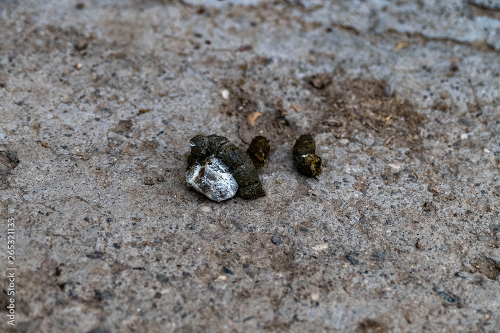 chicken poop, fresh chicken poop chicken poop, fresh chicken poop