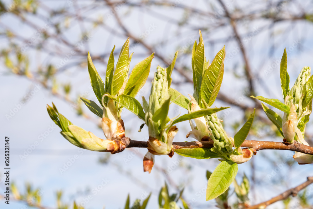 Blossoming buds of bird cherry in spring against the blue sky in the rays of the sun. The appearance of leaves on the tree Blossoming buds of bird cherry in spring against the blue sky in the rays of the sun. The appearance of leaves on the tree