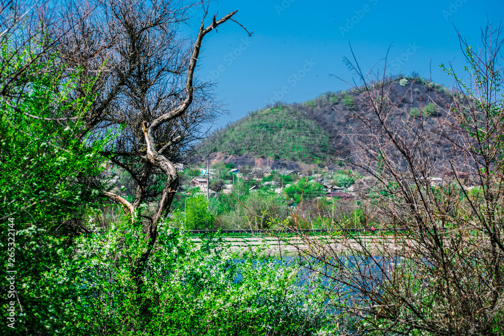 Green and bright, spring landscape. View in the field of flowering trees and young leaves. Juicy fresh grass and vegetation. Rostov region, Russia. Green and bright, spring landscape. View in the field of flowering trees and young leaves. Juicy fresh grass and vegetation. Rostov region, Russia.