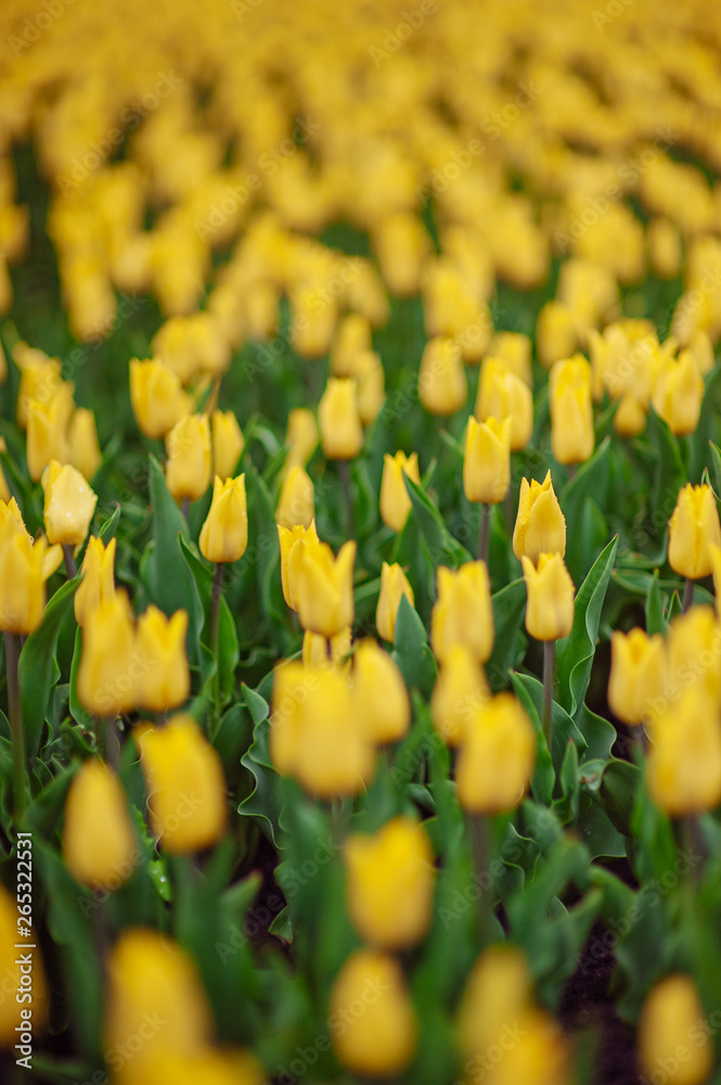 Obraz premium Tulips in the flower garden.