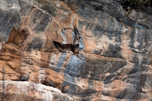 Grifone (Gyps fulvus) - località Petrella Liri (Aq) photo