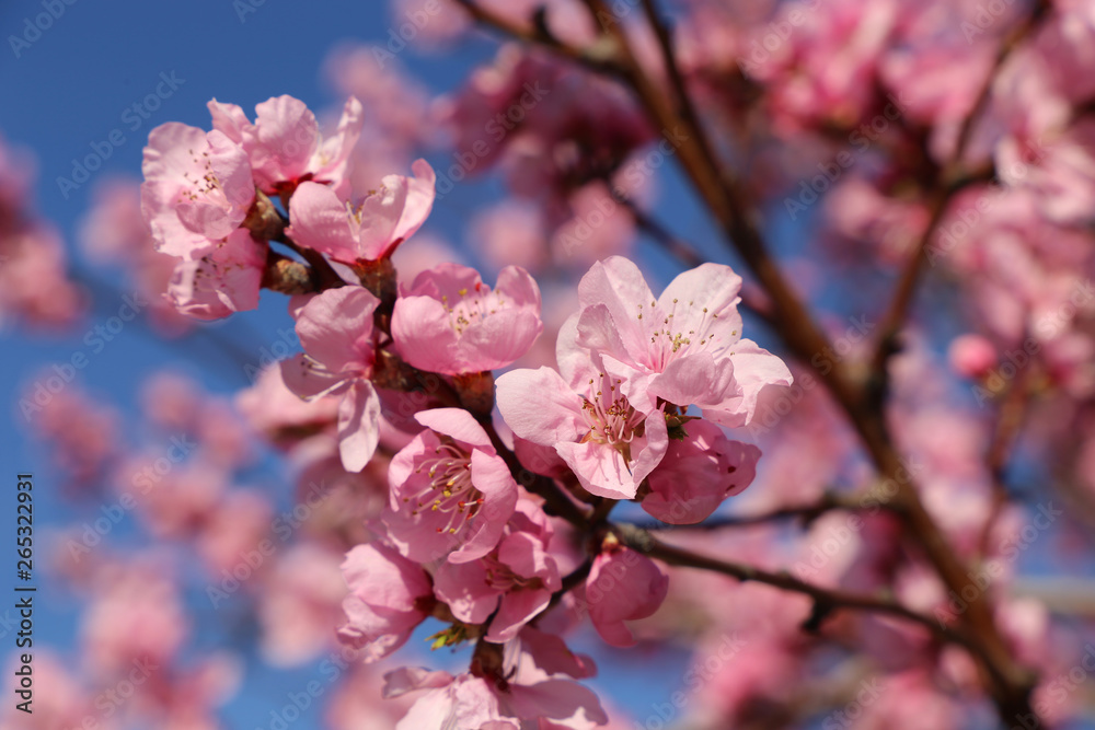 Almond blossoms, cherry blossoms