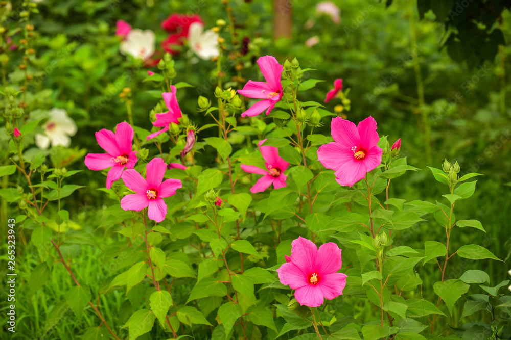 In summer, the grass Hibiscus blossoms in the city park. Luannan County, Tangshan City, Hebei Province, China In summer, the grass Hibiscus blossoms in the city park. Luannan County, Tangshan City, Hebei Province, China