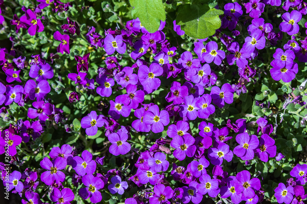 Aubretia or Aubrieta low spreading hardy evergreen perennial flowering  plants with multiple dense small violet flowers with yellow center. Flower  carpet in the garden on a warm sunny day. Stock Photo