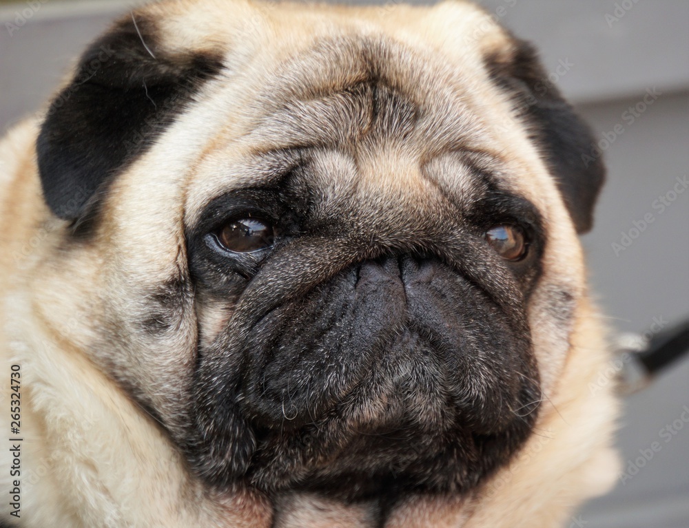 portrait of a pug, close up