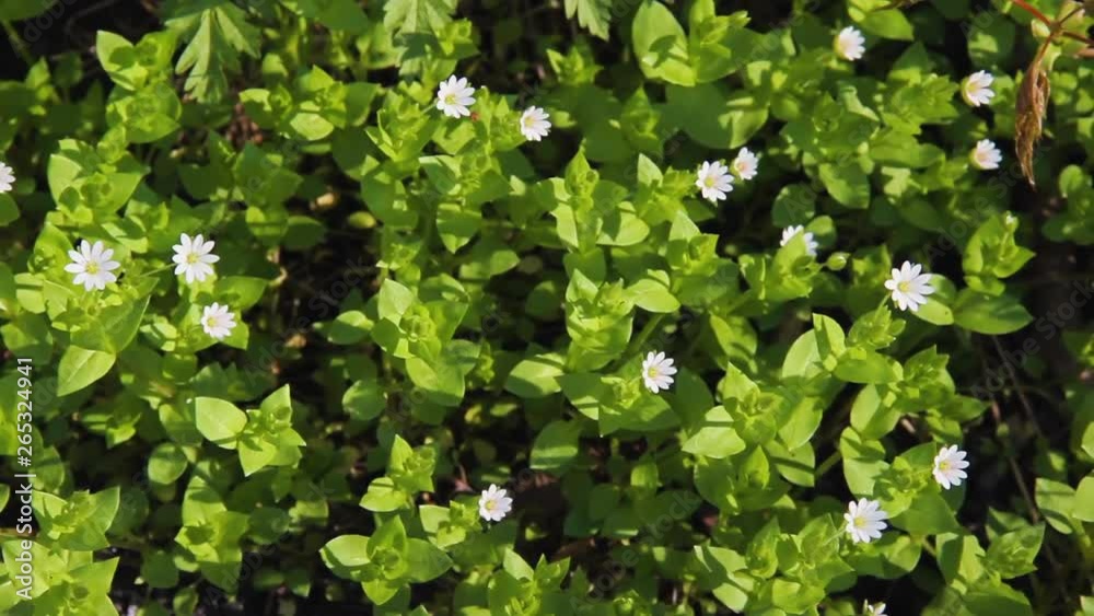 Flowering plant of Chickweed herb or Stellaria media also known as chickenwort, craches, maruns, winterweed. Common in lawns, meadows, waste places. It has medicinal property and used in folk medicine Flowering plant of Chickweed herb or Stellaria media also known as chickenwort, craches, maruns, winterweed. Common in lawns, meadows, waste places. It has medicinal property and used in folk medicine